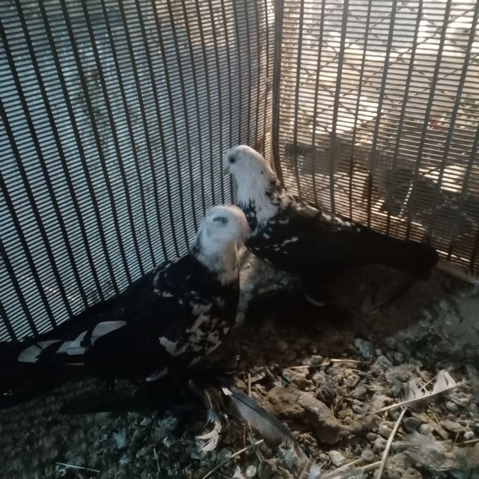 Продам домашних голубей.