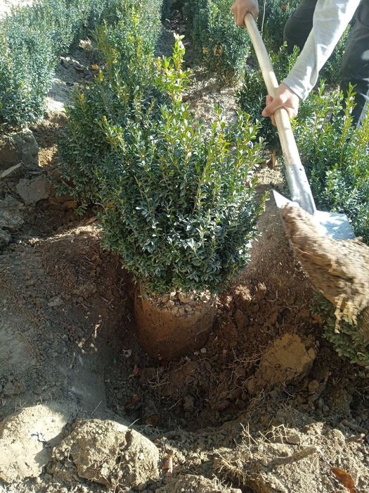 Самшить оптом на заказ