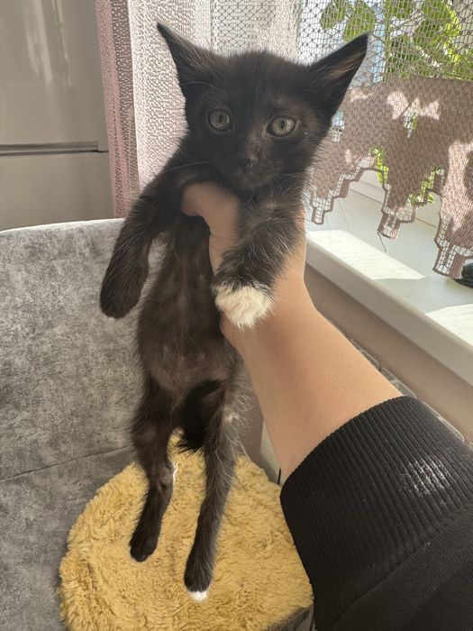 Отдам котят мальчик черный девочка белая