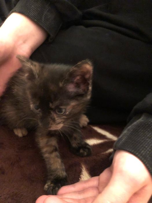 Отдам бесплатно в хорошие руки