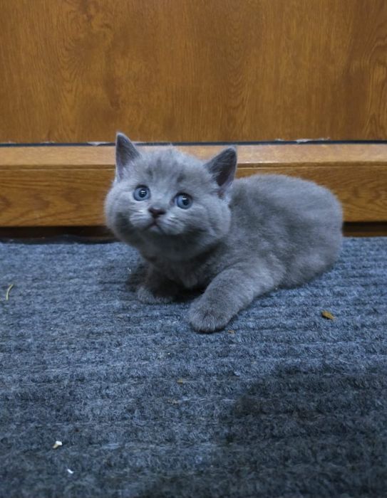 Британские Котята.  Голубого Окраса.