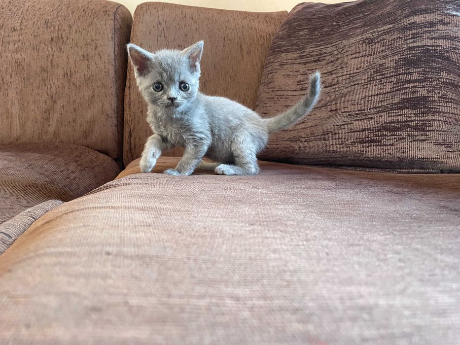 Британски котенца