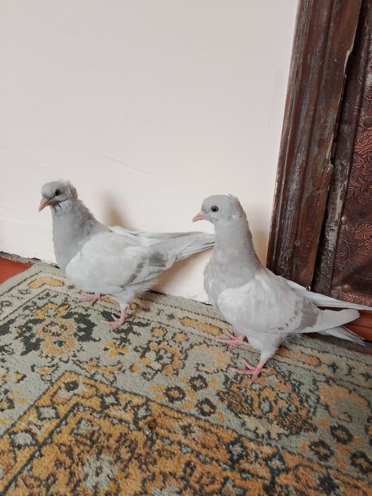 Голуби  бакинцы.пепельные.