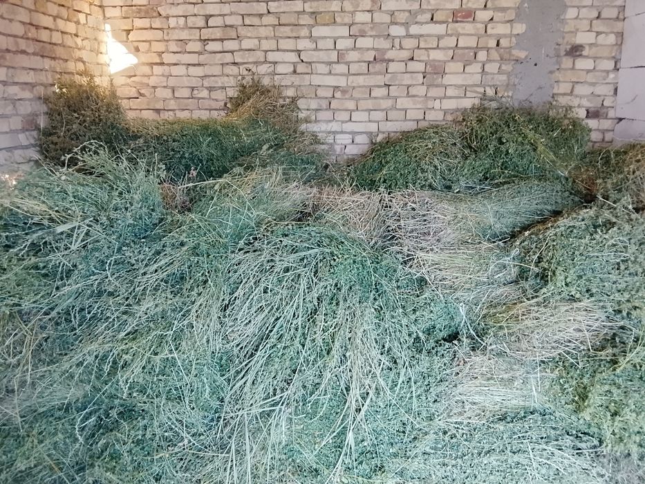 Beda õti sotiladi buxoro shaxar