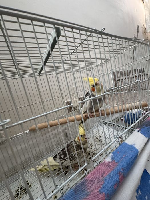 Vand perechie papagali ninfa amandoua la pretul de 500 de lei