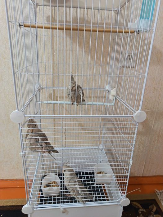 Папугай карелла 1самка 2 самца