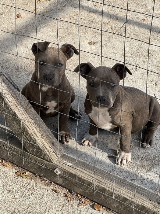 Staffordshire Bull Terrier (BLUE)
