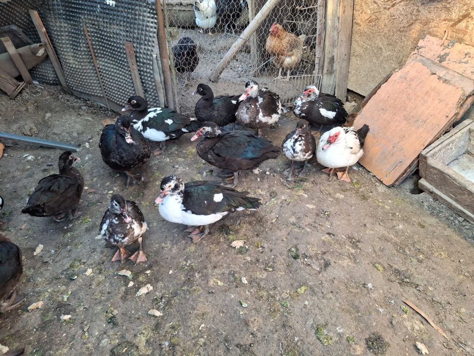 De vanzare Rațe leșești