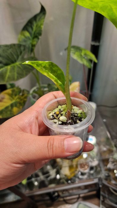 Алоказия одора детки