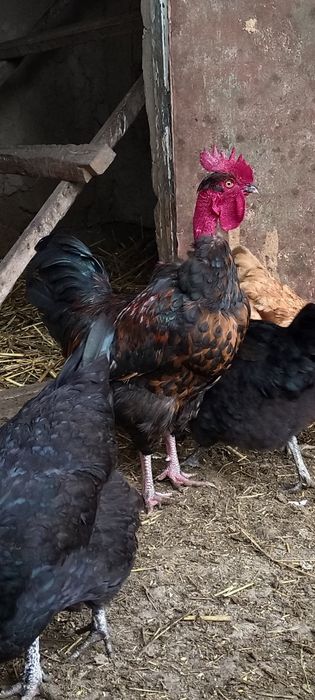 Екі қораз Голошейка