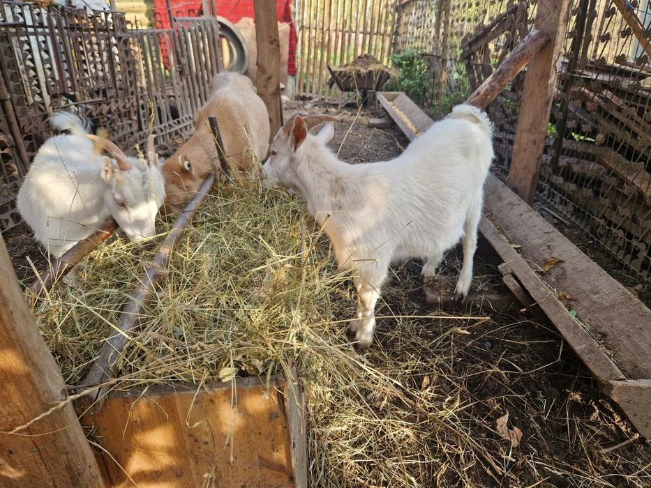 De vânzare o capra,un țap și o iada de rasa,tine și bine îngrijite