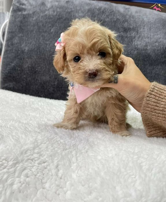 Мальтипу собака фото щенка Мальтипу собака фото щенка