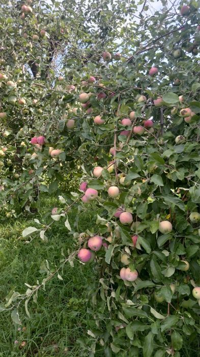 Продали яблоки сорт Мильтон