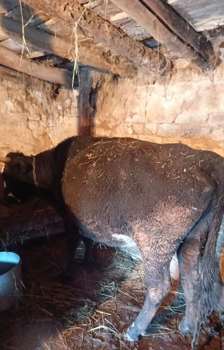 Продам две коровы на развод