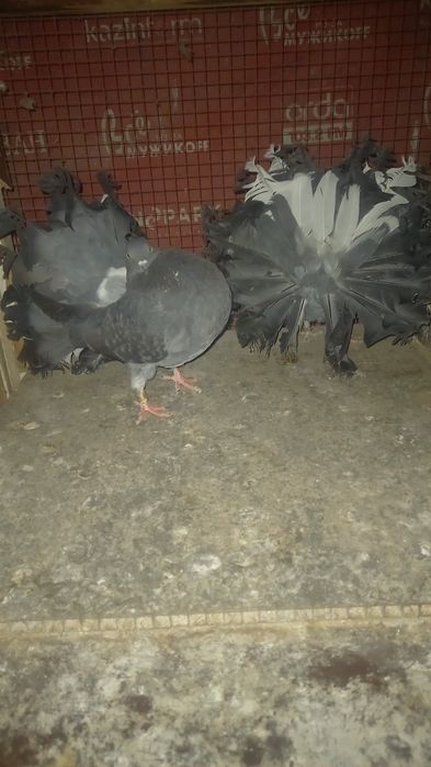 Голуби пара кептер павлины