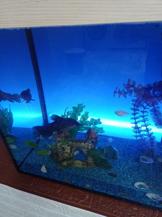 Аквариум с рыбками