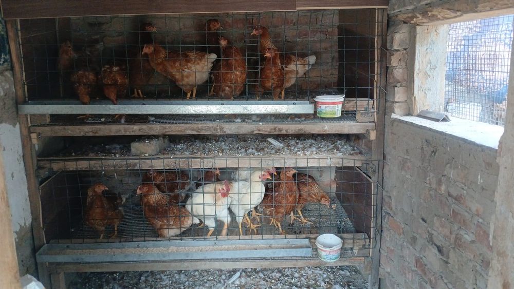 Срочно продам курей ломан Браун оптом