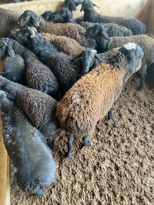 Qassob xizmati sog'lom dashda boqilga qoyla kilosiga 140 somda