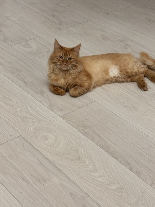 Отдам в добрые руки