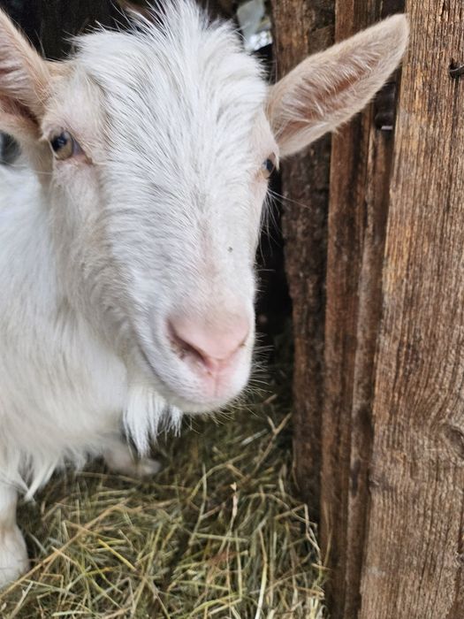 Vând.schimb iezii cu viței!!