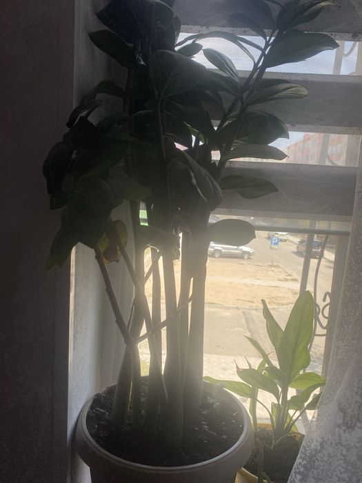 Комнатные растения