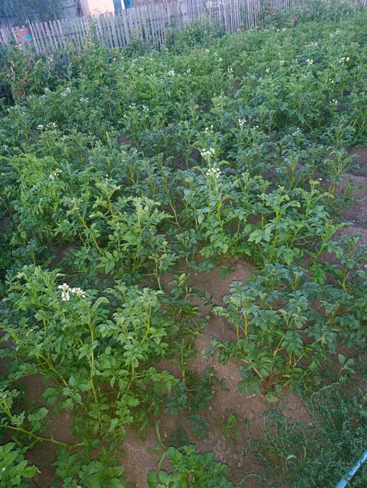 Продам дачу в обществе СПП