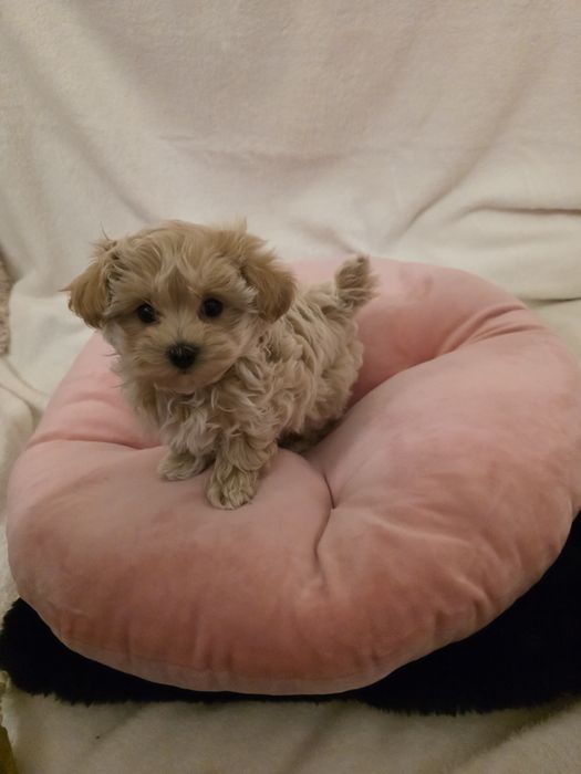 Pui Maltipoo Fetiță teacup