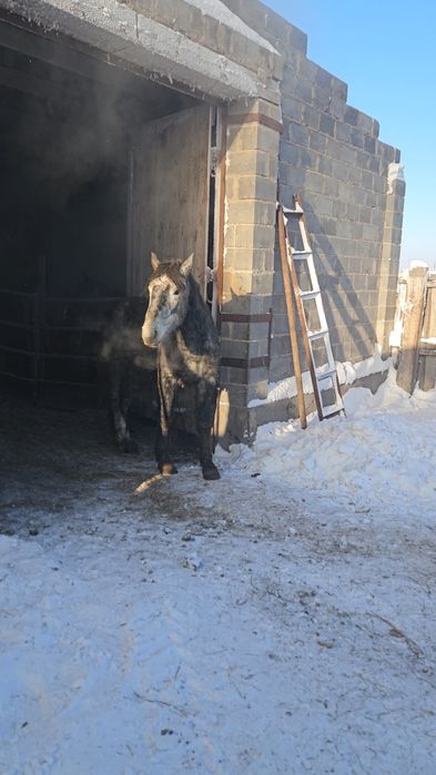 Айгыр (жеребец).