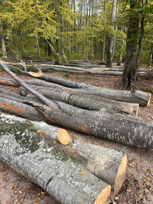 Vând lemne de foc esență tare