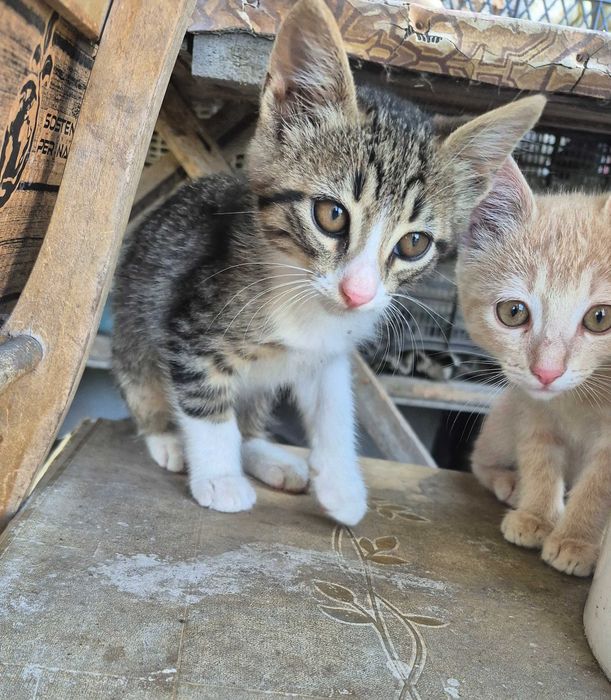 Бездомни котенца