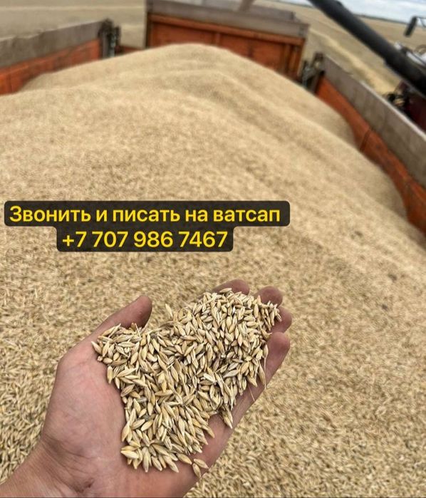 Продам ячмень кормовой