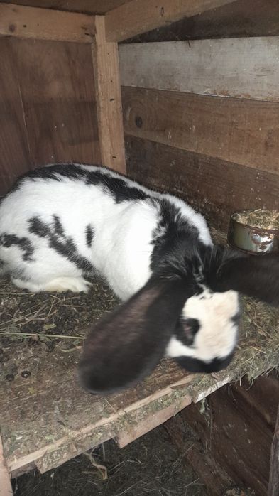 Vând pereche de fluture german