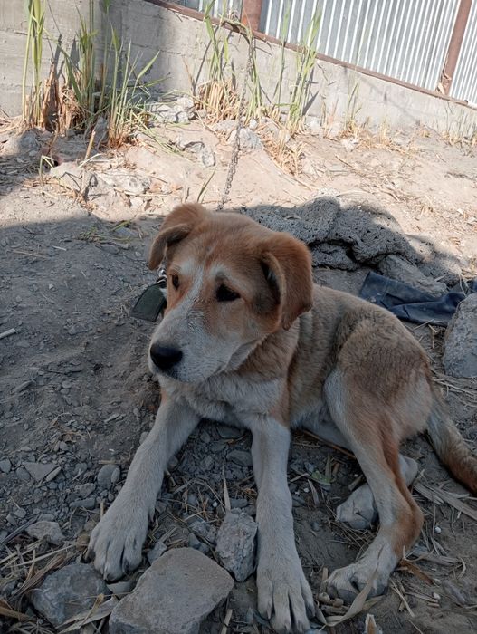 Породистый ,красивый,