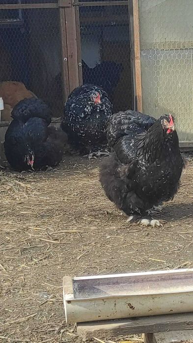 Cochinchina uriaș bobat