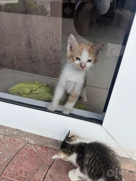 Отдам котят в добрые руки БЕСПЛАТНО!