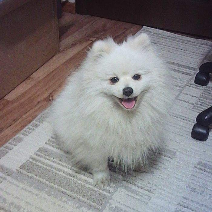 Потерян шпиц, срочно!!