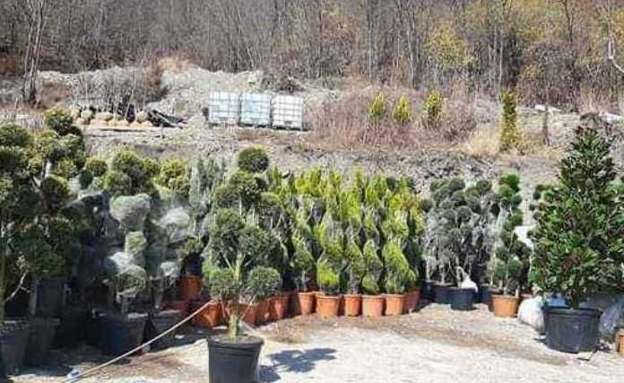 Plante Ornamentale Tuia Smaragd