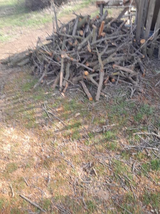 Өрік талдың бүтін ағашын сатамыз