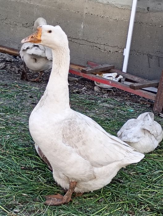 vând 3 gâște,2 rațe tinere