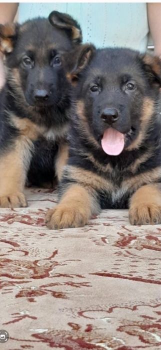 Чистокровные щенки Немецкой овчарки