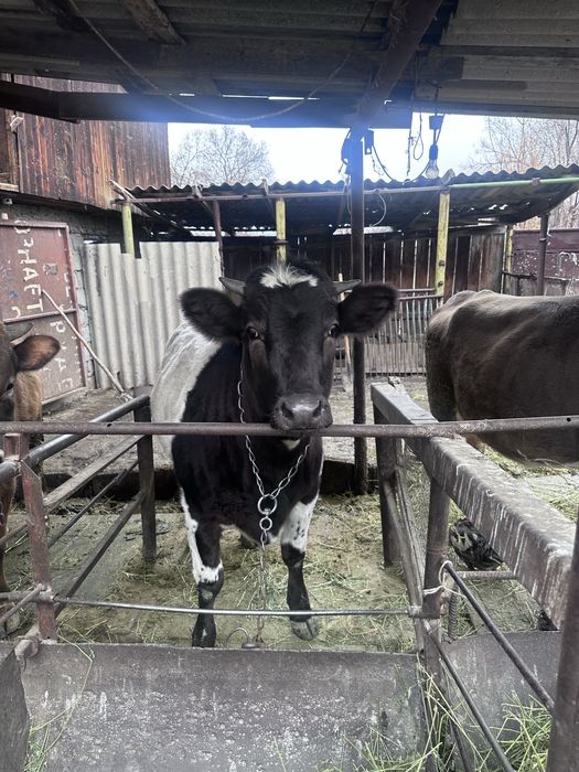 Продаётся тёлка 1 год 2 месяца