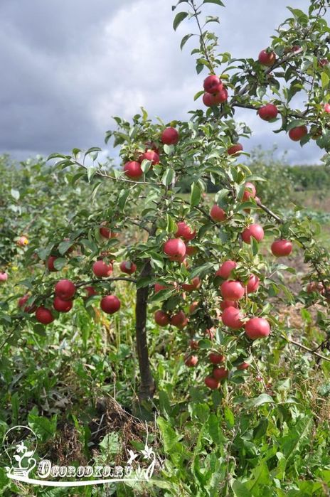 Саженцы Кошет туя туй смарагд
