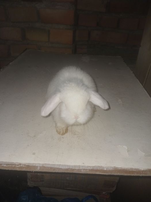 Quyon karlik branlar