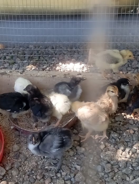 Продам цыплят ( курочки