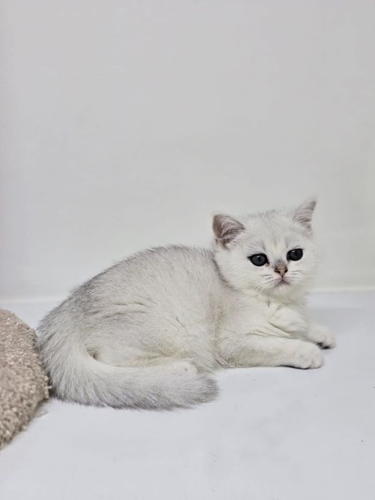 БриТашКи ОчароВашкИ