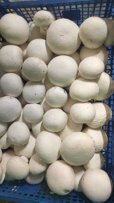 Грибы шампиньоны