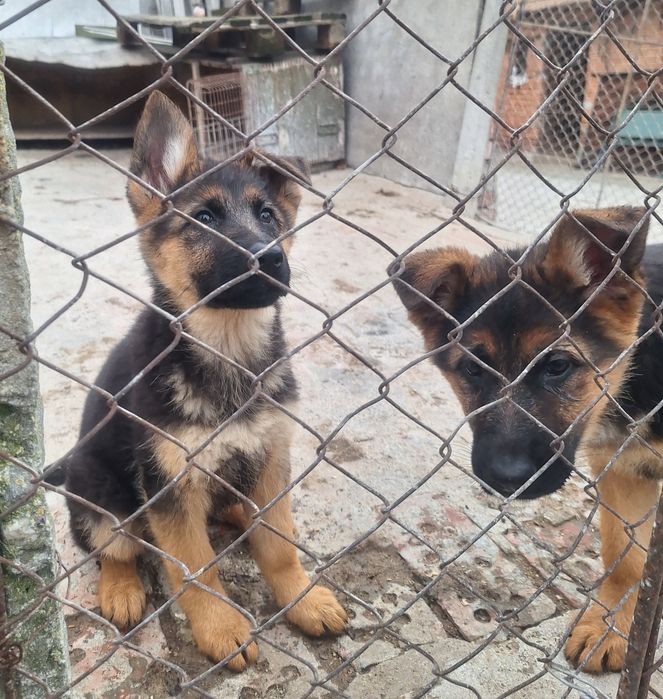 Немска овчарка!!!