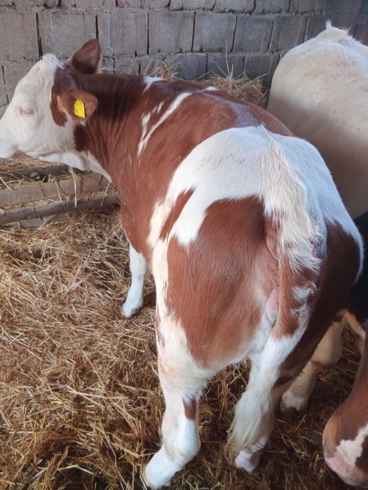 Vând vițea pentru ținut