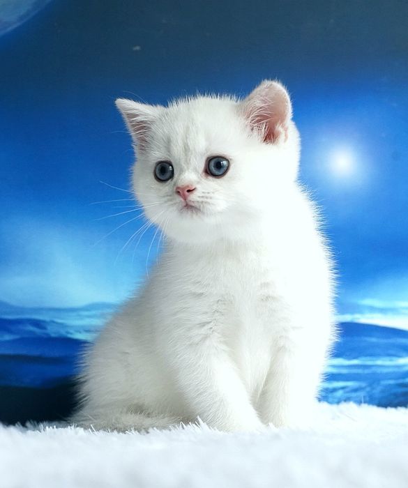 Британские котята