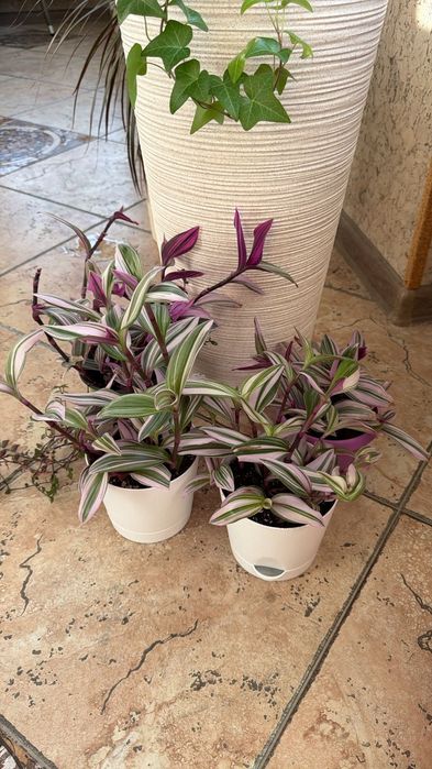 Цветы,  комнатные растения